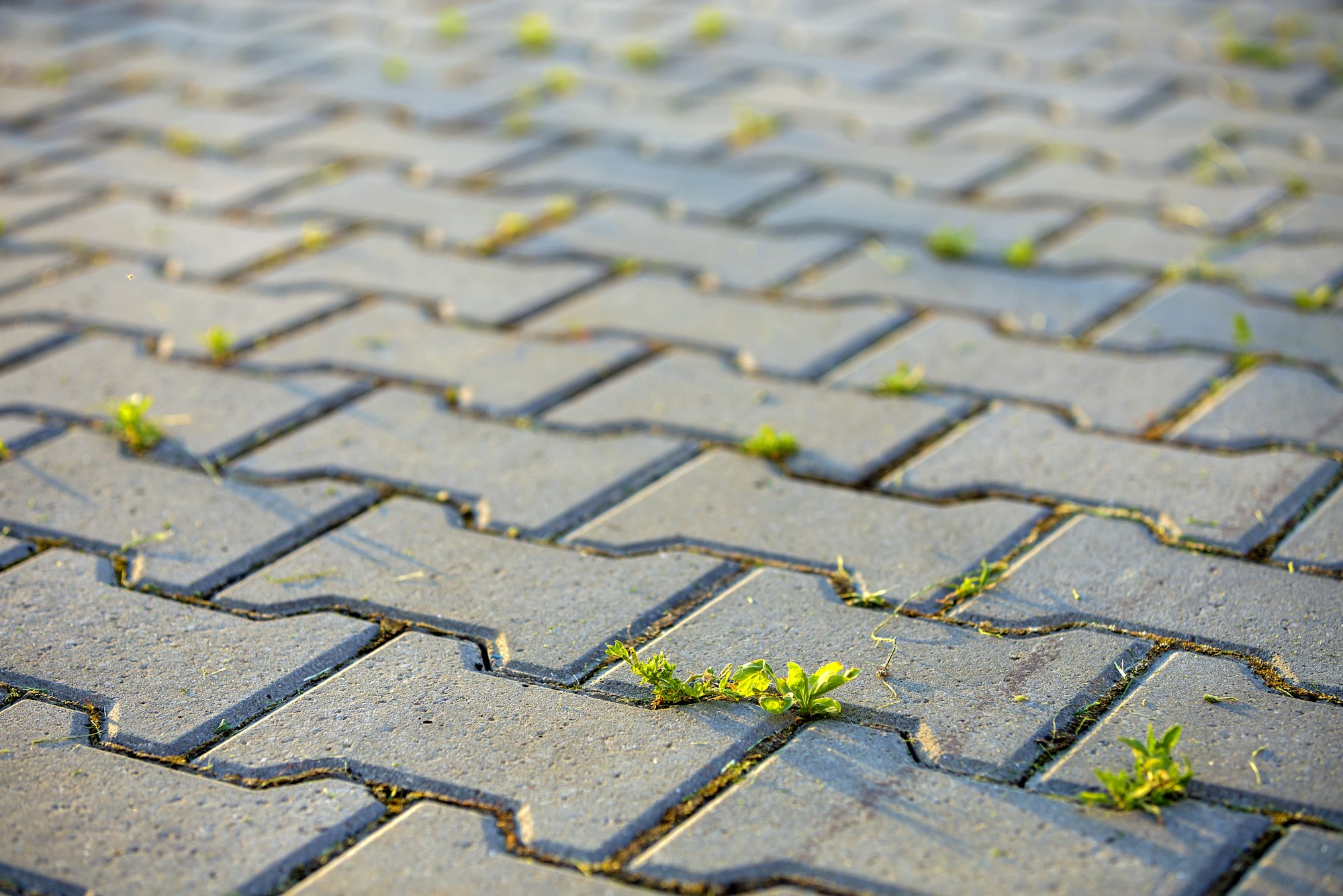 Weed plants growing between concrete pavement bricks.